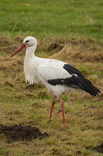 Naturfotografie Wildlifefotografie Lippeaue Weißstorch